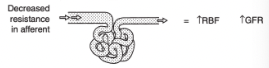 <p>Increased renal blood flow</p><p>Increased GFR</p>