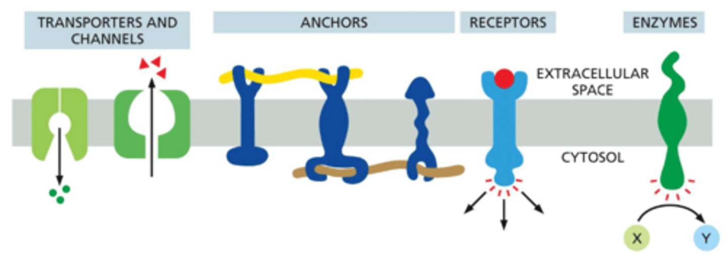 <p>transport molecules -- Na+ pump: actively pumps Na+ out of cells and K+ in</p><p>transport ions -- K+ leak channel: allows K+ ions to leave cells, thereby influencing cell excitability</p><p>act as anchors -- ingrains: link intracellular matrix filaments to extracellular matrix proteins</p><p>detect signals / receptors -- platelet-derived growth factor (PDGF) receptor: binds extracellular PDGF and (as a consequence) generates intracellular signals that direct the cell to grow and divide</p><p>catalyze reactions / enzymes -- adenylyl cyclase: catalyzes the production of the small intracellular signaling molecule cyclic AMP in response to extracellular signals</p>