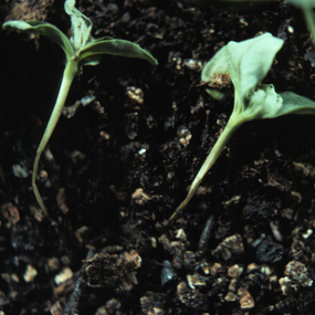 <p>Effects seedlings. Usually shown as a stem that can’t support the plant so it falls over.</p>