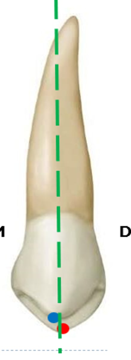 <p>a. distal (red dot)</p><p>b. mesial (blue dot)</p><p>Think: the 1st max premolar wants to be Like Mike = LM = lingual mesial</p>