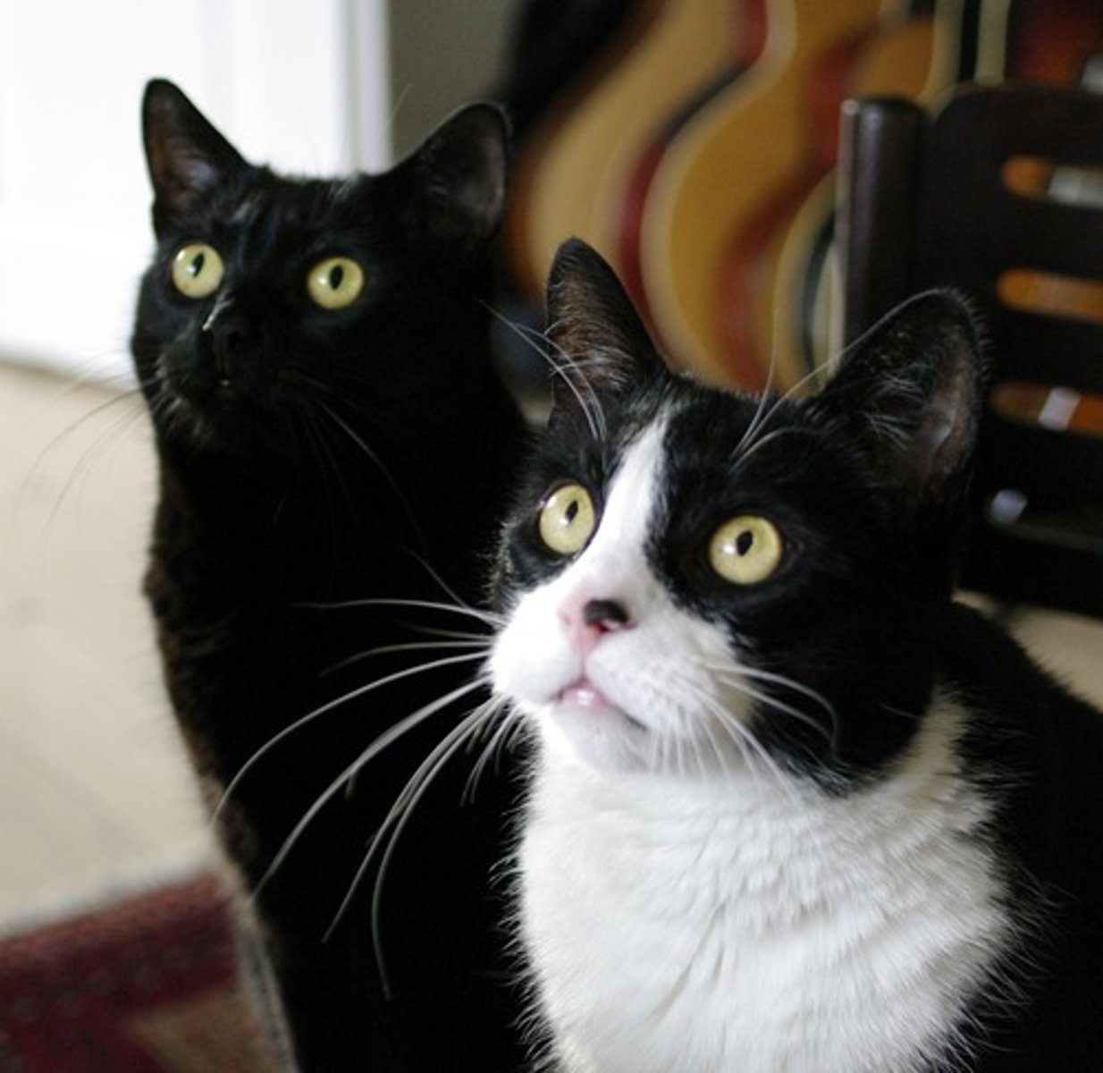 <p>hacerle caso a alguien</p>