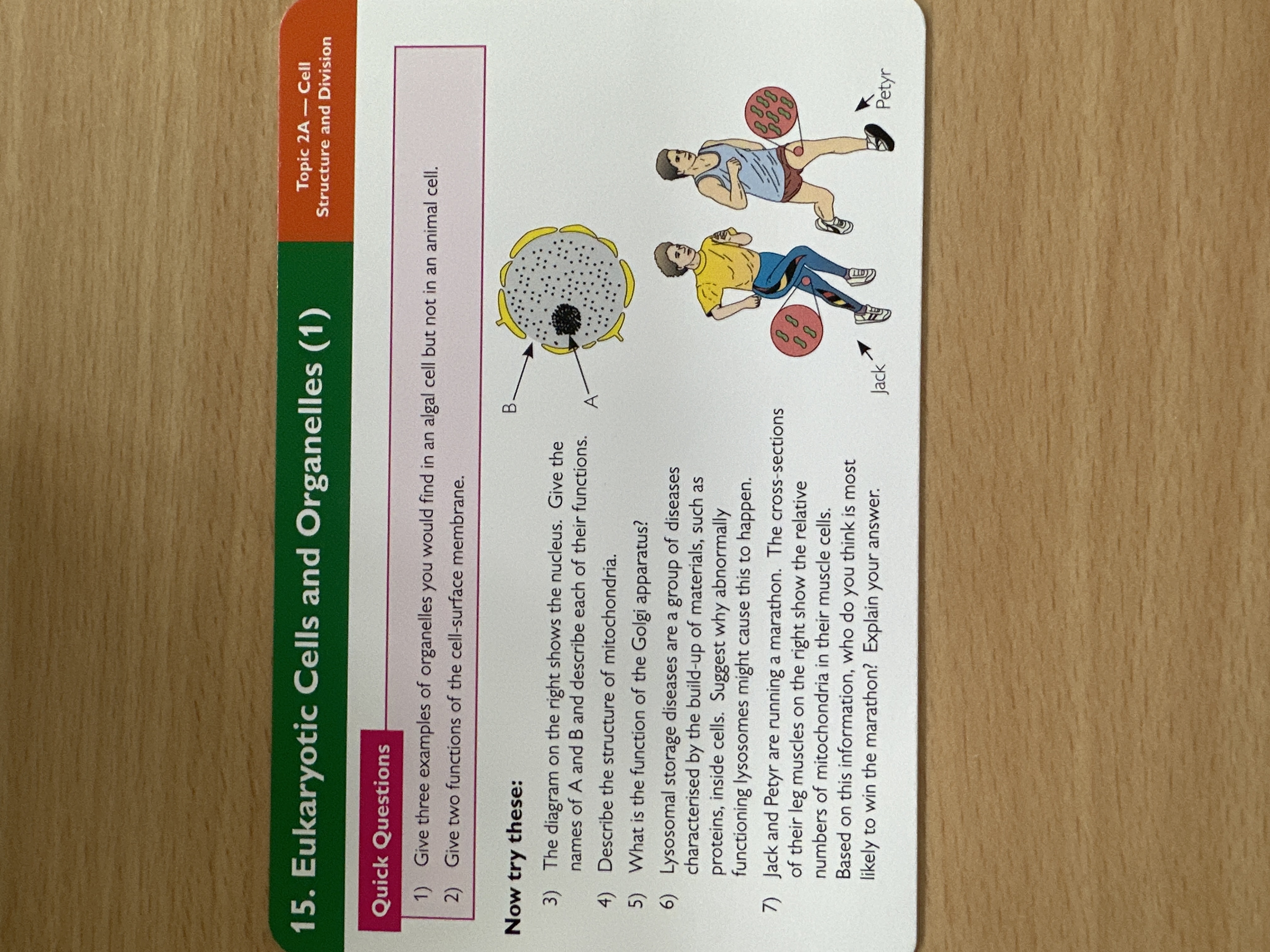 Eukaryotic cells and organelles 