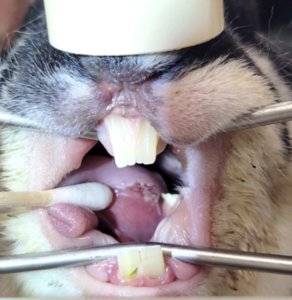 <p>What kind of tooth point/spur is this?</p>