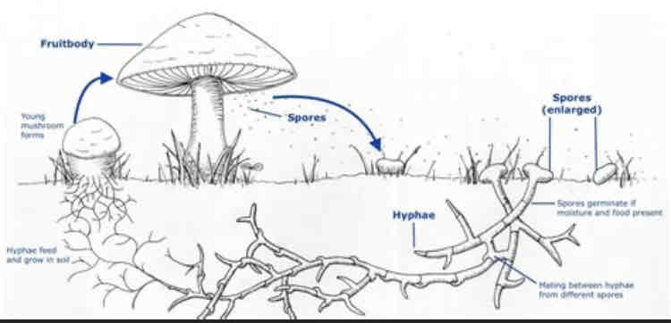 <p>The fruiting bodies of fungi contain spores, which are dispersed for reproduction. Mushrooms are a familiar example of a fruiting body. They are formed from hyphae.</p>