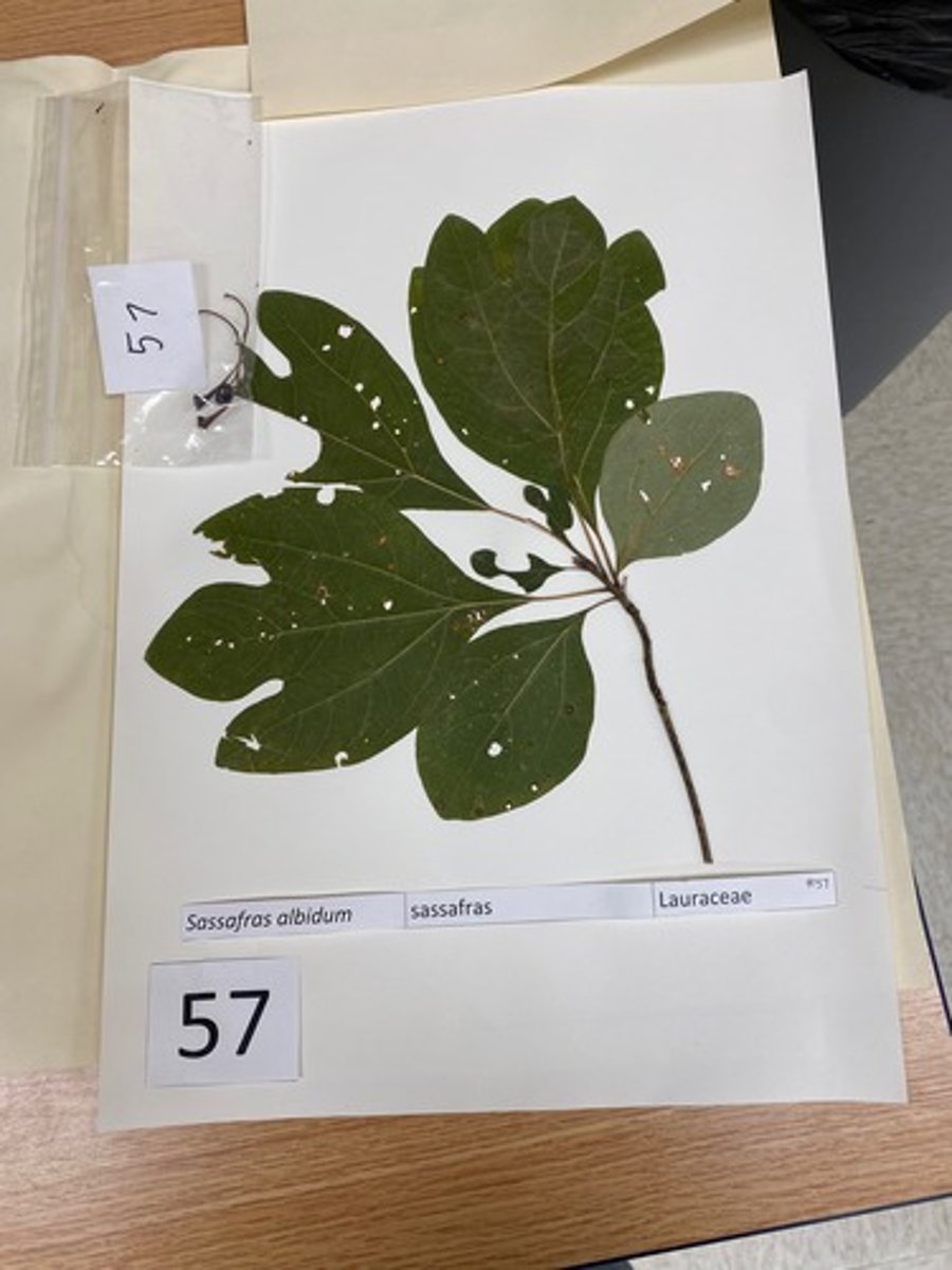 <p>Sassafras albidum (Lauraceae)</p>