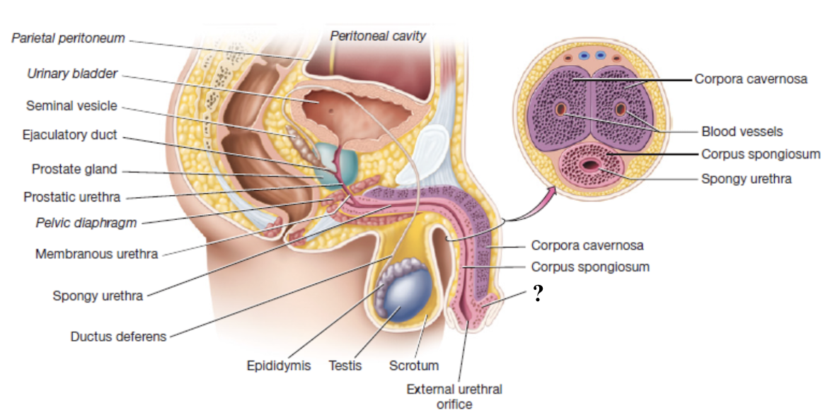 <p>external portion of the penis </p>