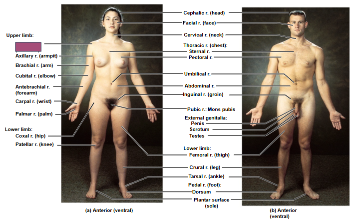 <p>Based on this anterior view, what is this region?</p>