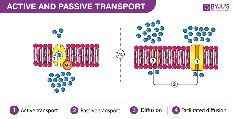 <p>passive, active</p>