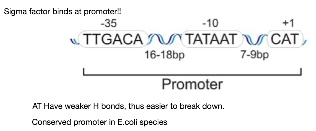 <p>The general sequence of the bacterial promoter is typically recognized by RNA polymerase and <strong><u>consists of two conserved regions, </u></strong></p><ul><li><p><strong>the -10 (Pribnow box</strong>) key for unwinding DNA</p></li><li><p><strong>-35 elements,</strong> crucial for initiating transcription as <strong>this is the sequence that the σ factor binds</strong> <strong>to</strong></p></li><li><p><strong>Sequence and spacing can vary!</strong></p></li></ul><p></p>