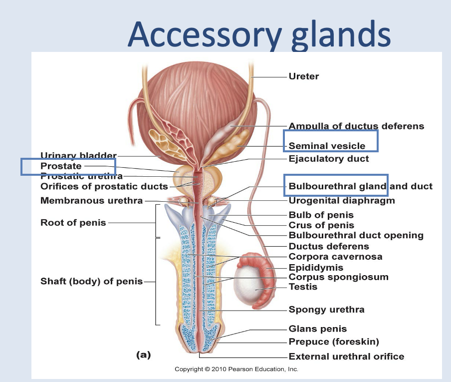 <ul><li><p>seminal vessicle (around 70% semen produced here) - <span><span>Duct of each vesicle joins the ductus deferens on that side to form the ejaculatory duct.</span></span></p></li><li><p>prostate</p></li><li><p>bulbourethral gland</p></li></ul><p></p><p>They produce most of the volume of the semen: sperm and accessory gland secretions</p>