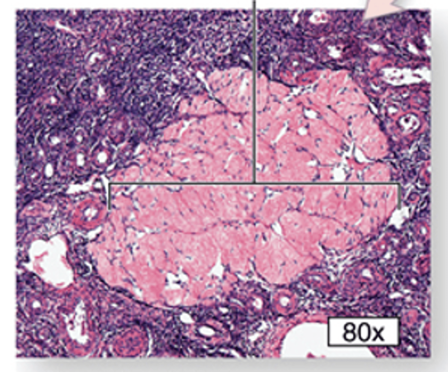 <p>ID the cell:</p>