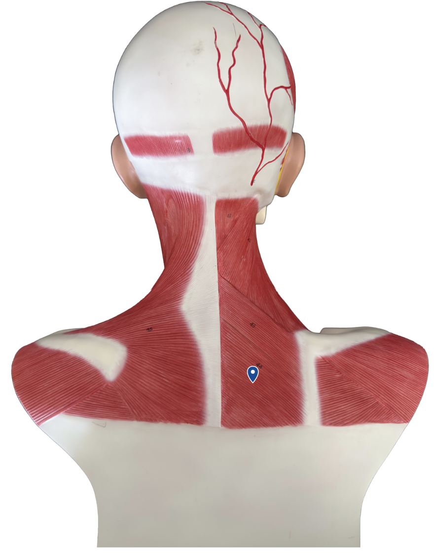 <p>What is an action of the rhomboid major?</p>