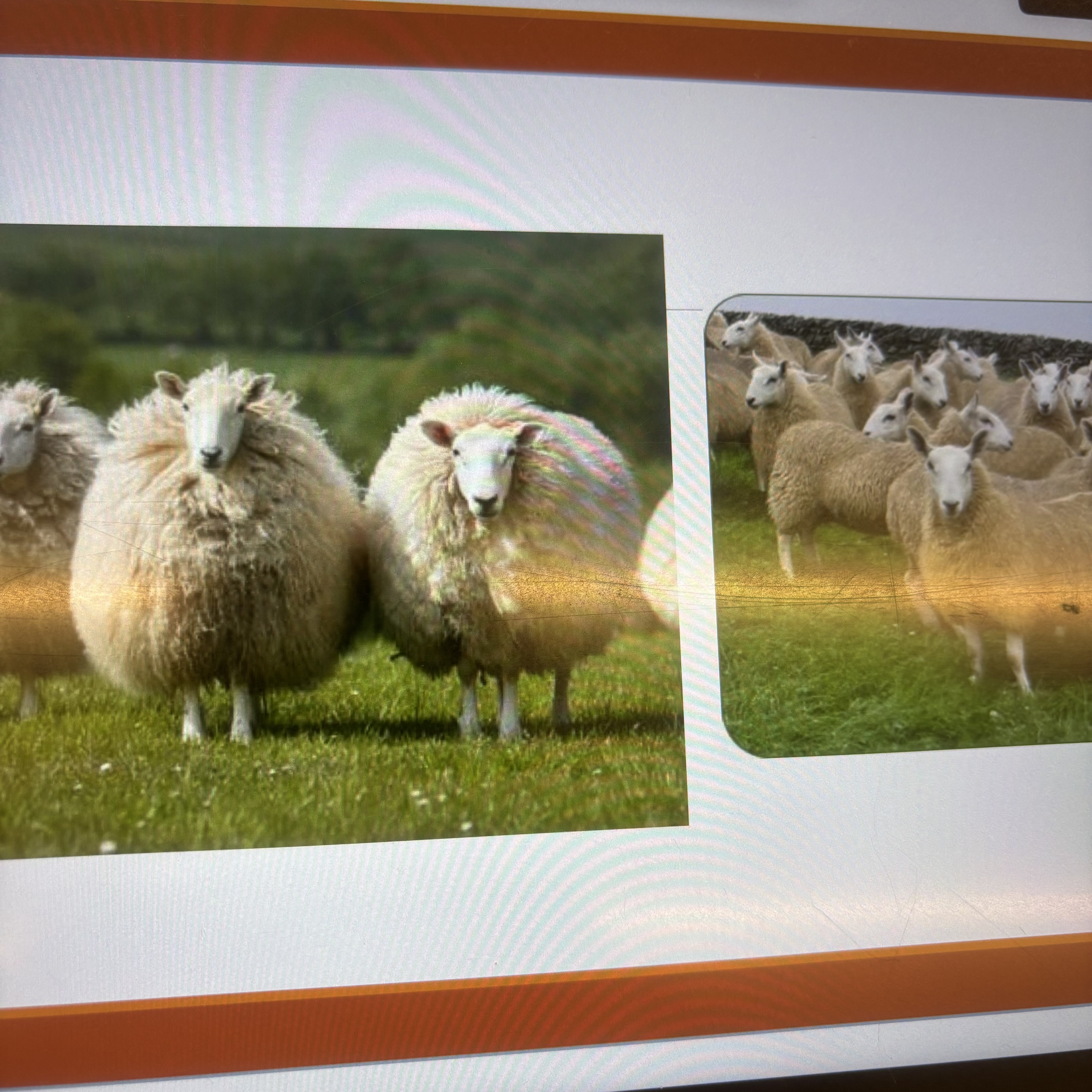 <p>What breed ?</p>