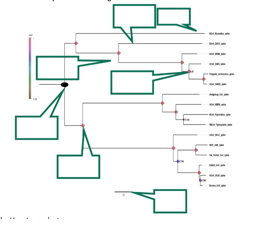 <p>Phylogenetic Trees:</p><p>c. Tree Anatomy and the meaning of the terms in the tree</p>