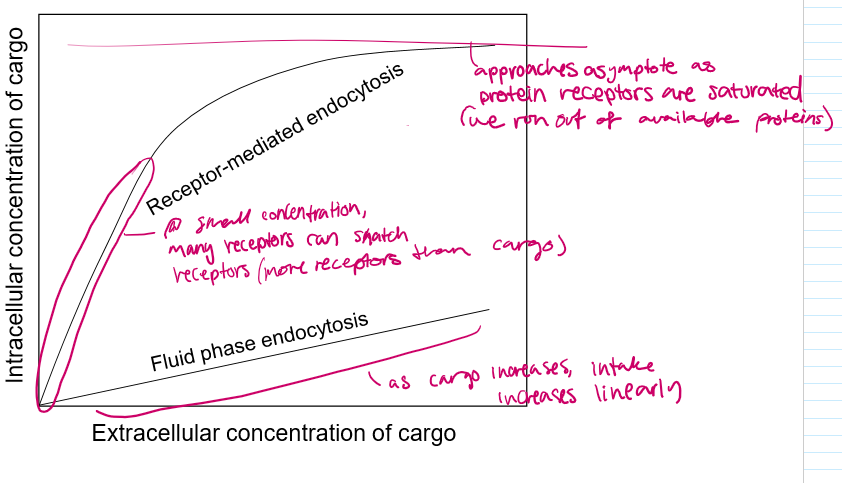 <p>For pinocytosis, as the cargo outside increases, the cargo taken in increases linearly</p><p>For RM endocytosis, at first it may be a linear increase, but as the extracellular cargo concentration increases, the receptor proteins become saturated and are only able to bring in a constant amount of cargo.</p>