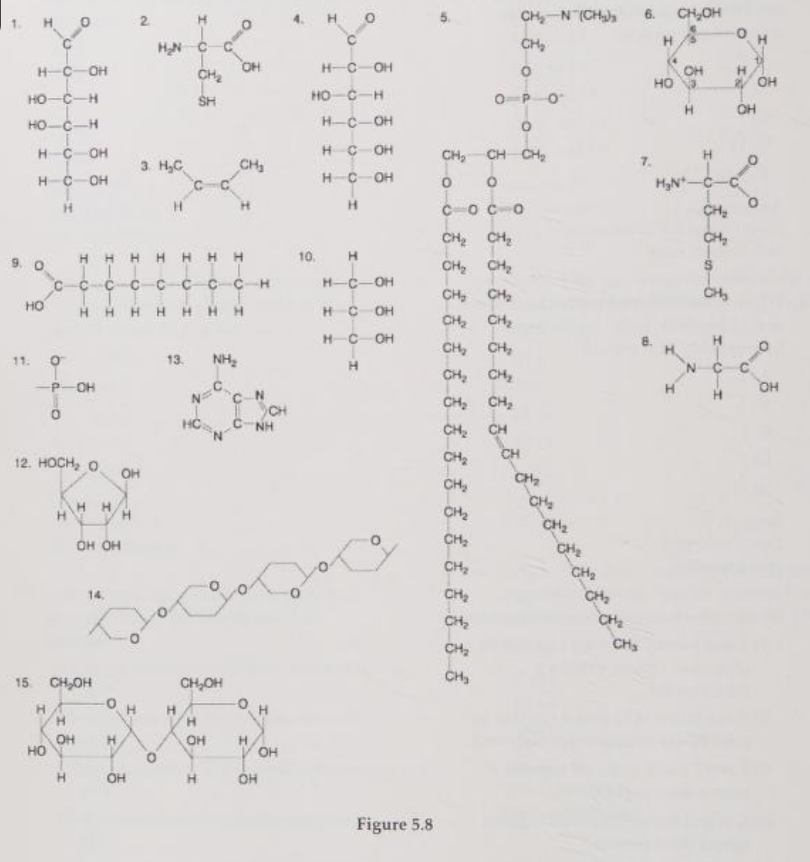 <p>Which of the following molecules act as building blocks (monomers) of polypeptides?</p><p>A) 1, 4, and 6</p><p>B) 2, 7, and 8</p><p>C) 7, 8, and 13</p><p>D) 11, 12, and 13</p><p>E) 12, 13, and 15</p>