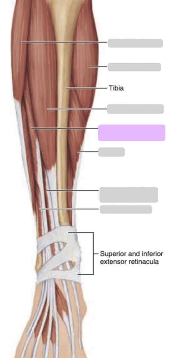 <p><span>Anterior leg (superficial)</span></p>