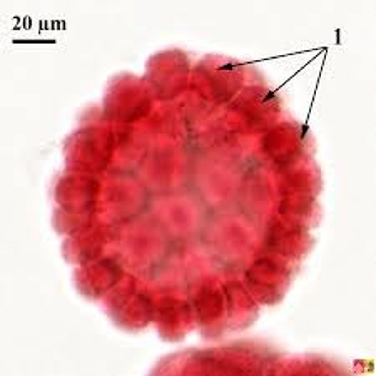 <p>solid ball of cells</p>