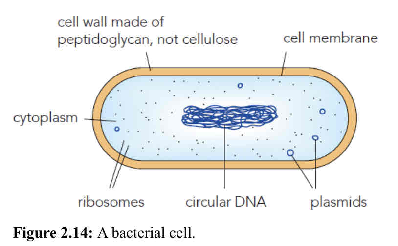 <p>Cell wall (not cellulose (peptidoglycan)), Cell membrane, Cytoplasm, Ribosomes, Circular DNA, Plasmids</p>
