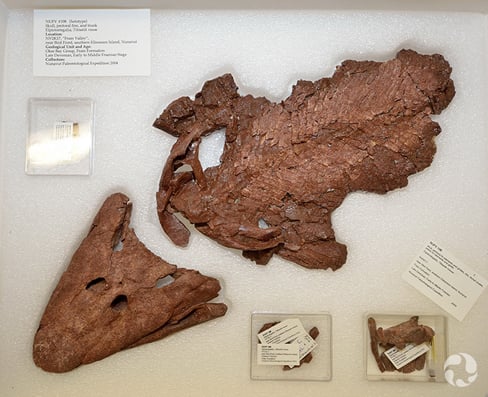 <p>-Fossil found in Canada</p><p>-Transitional fossil with mixed features (fish and amphibian)</p><p>-Fins with wrists (MOST IMPORTANT)</p>