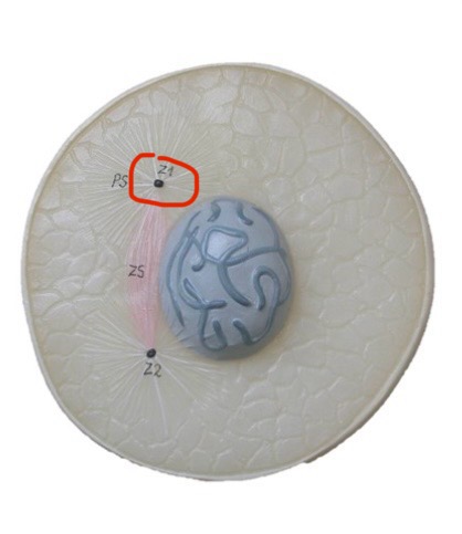 <p>What is this in cell division?</p>