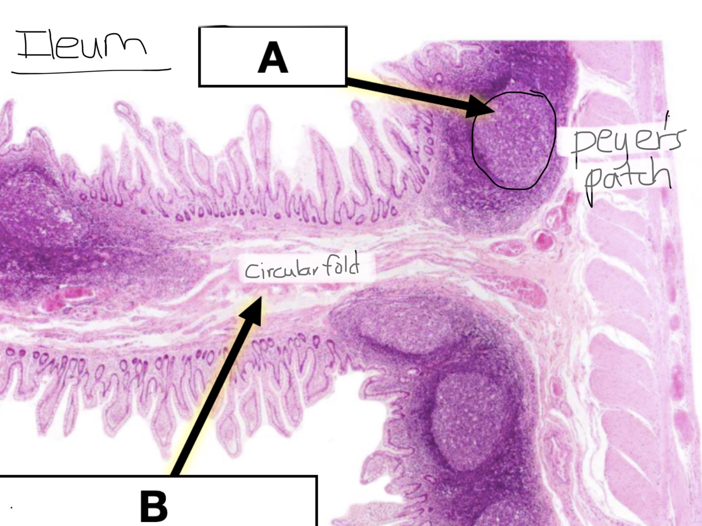 knowt flashcard image