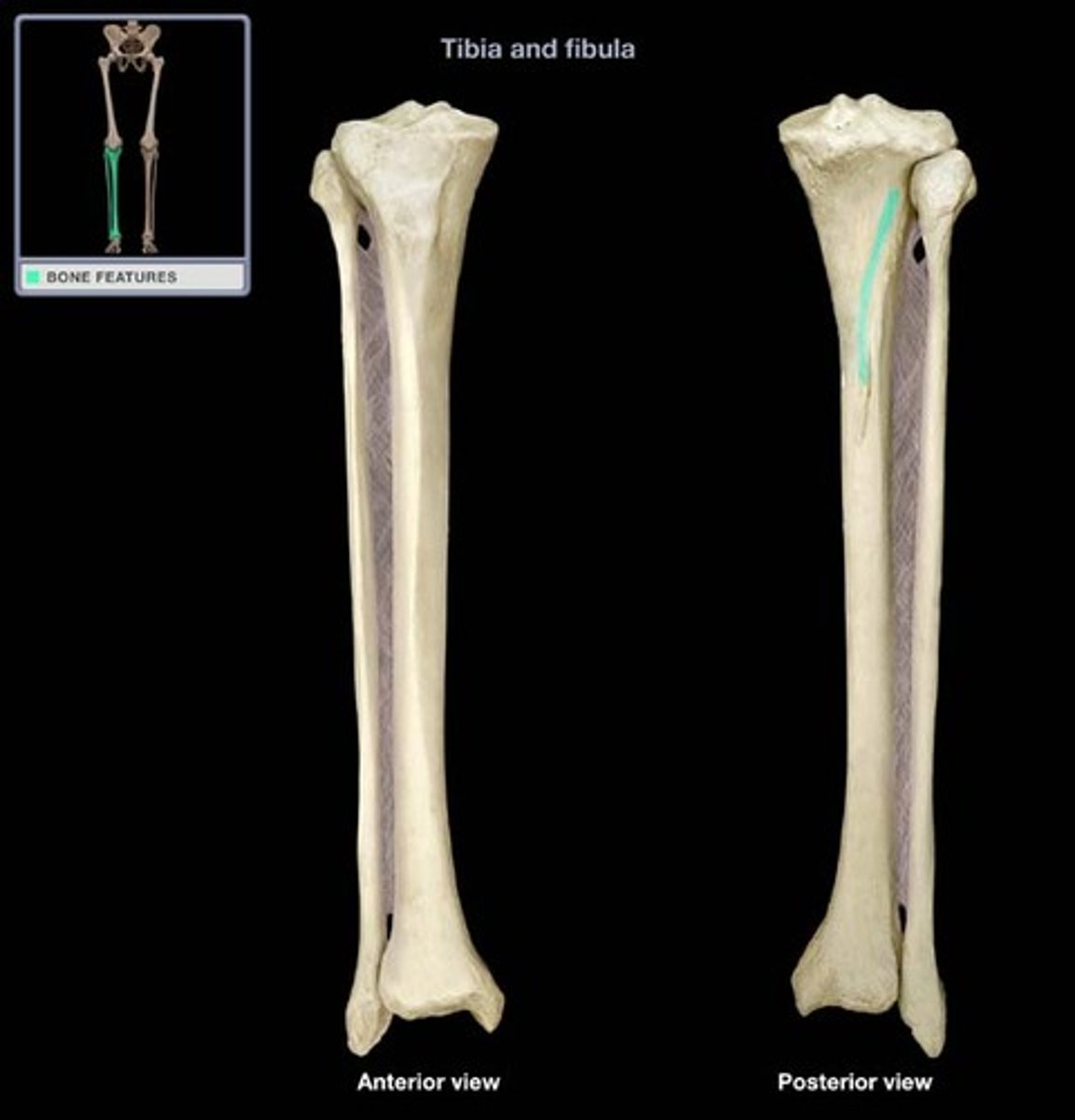 <p>crosses the proximal half of the posterior tibial surface from superolateral to inferomedial</p>