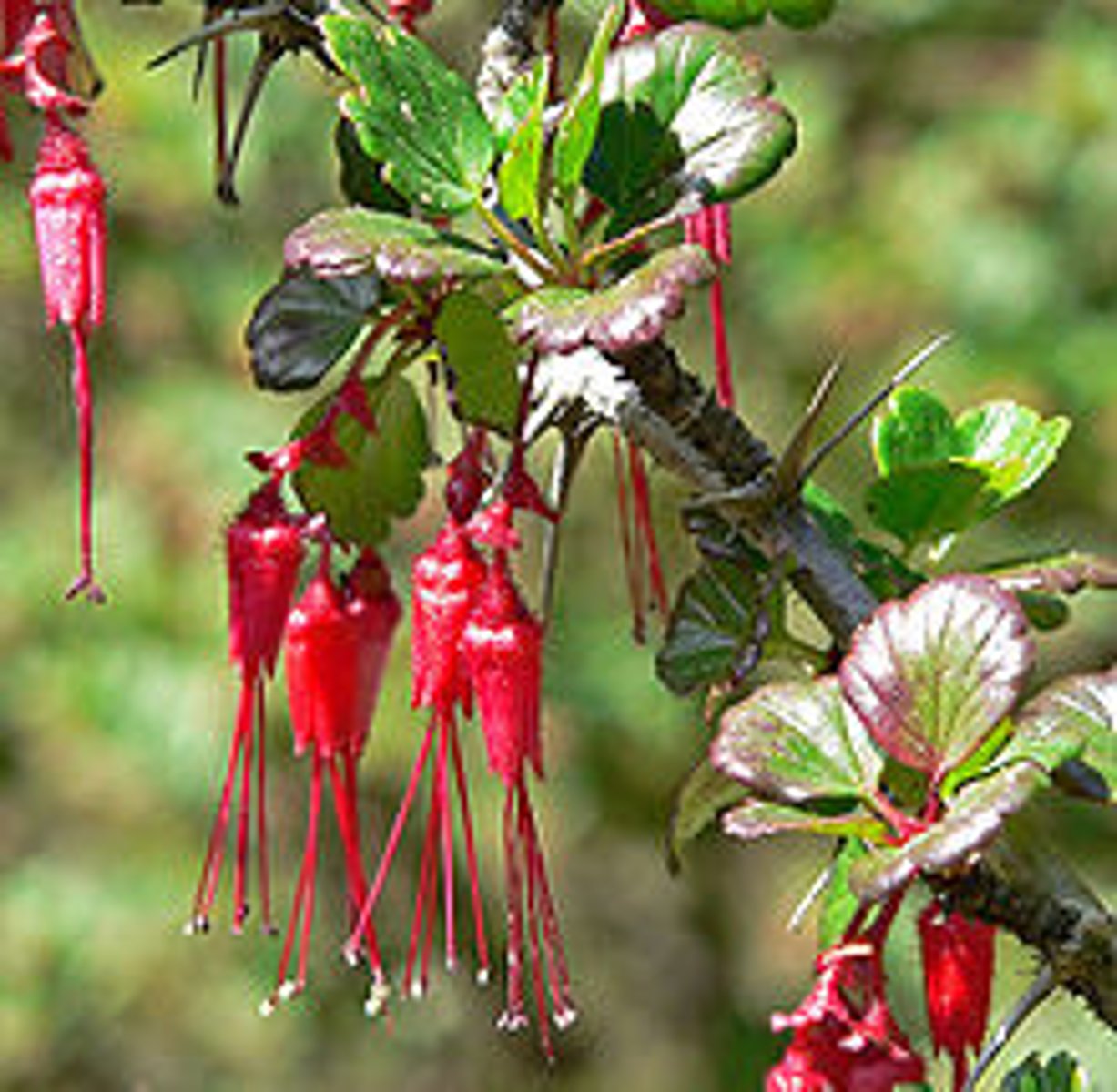 <p>Ribes speciosum (CDS, CS, chaparral, woodlands)</p><p>Leaves: Lobed with toothed edges.</p><p>Flowers: Red, tubular, attracts hummingbirds.</p><p>Ecology: Spiny stems deter herbivores.</p>