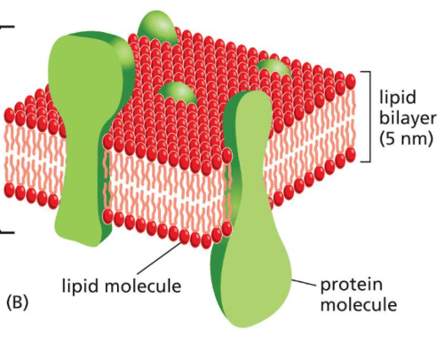 <p>small lipids shift and move particles around which allows for the movement of proteins</p>
