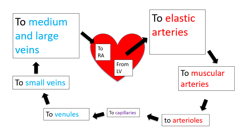 <p>BP is highest in the elastic arteries and muscular arteries, when we move down to the arterioles there is a sharp drop i pressure ( drops from 80mmhg to about 30-40mmhg) </p><ul><li><p>The pressure decreases as blood flows through the capillaries usually around 20-40mmhg</p></li><li><p>As blood enters the venous side ( venules and veins) pressure drops further and is around 0-5mmHG </p></li></ul><p>(Overview: biggest drop in P in the arterioles, moderate drop in capillaries, and very low pressure in veins) </p>