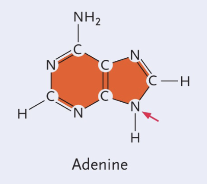 <ul><li><p>Double (Purine) </p></li><li><p>No double bond O </p></li></ul><p></p>