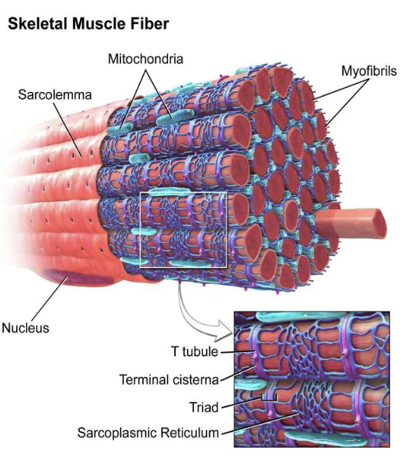 <ul><li><p>multiple nuclei</p></li><li><p>mitochondria</p></li><li><p>sarcoplasmic reticulum</p></li><li><p>sarcolemma</p></li><li><p>sarcoplasm</p></li></ul><p></p>