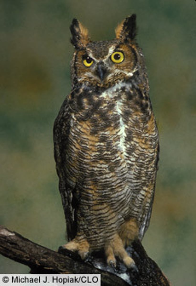 <p>Strigiformes</p>