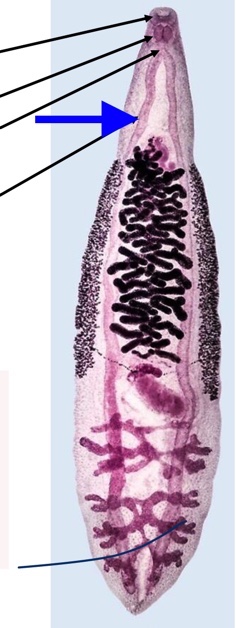 <ul><li><p>bifurcates</p></li><li><p>unbranched/ branched</p></li><li><p>blind</p></li></ul>