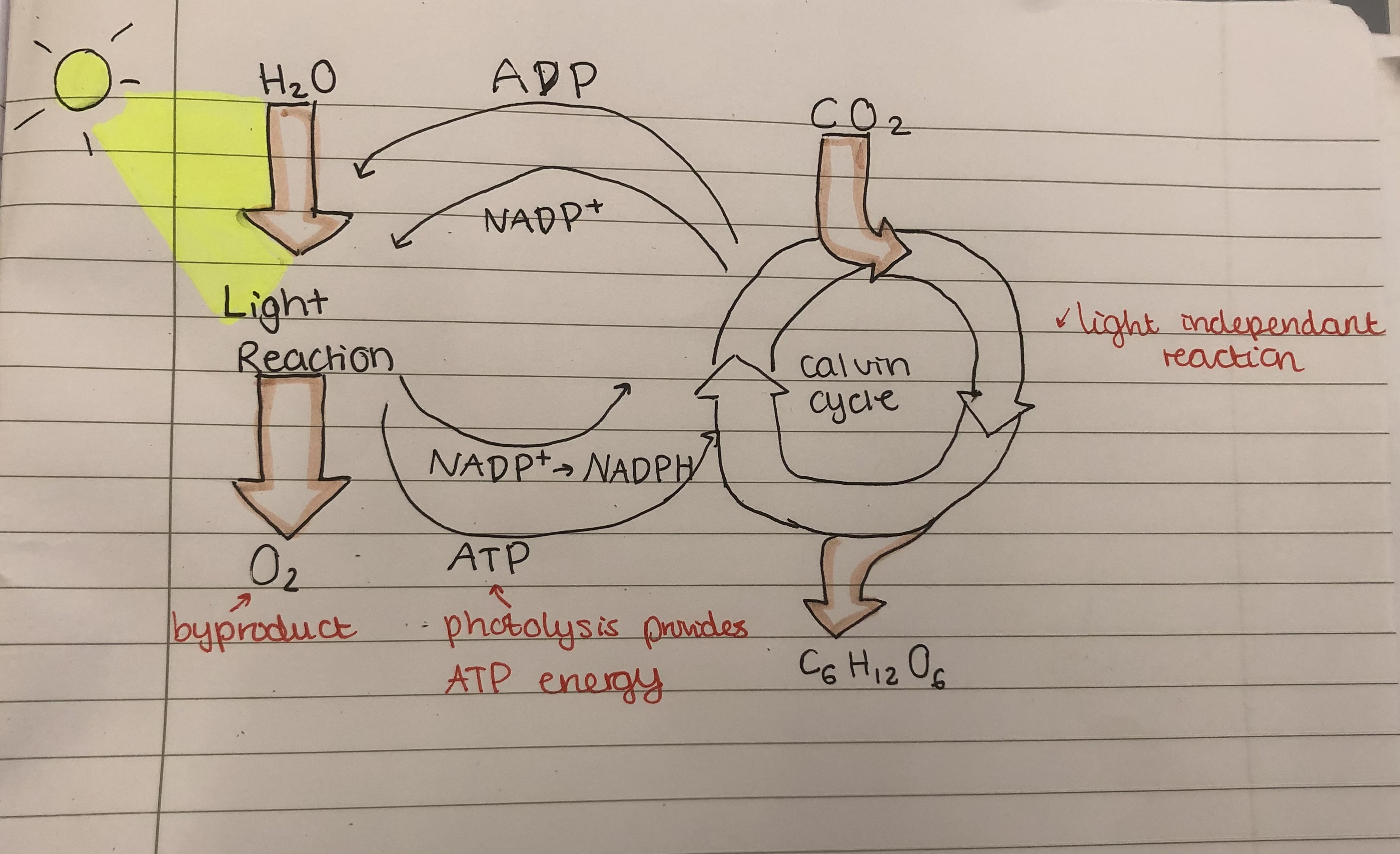 <p>The Calvin cycle takes place in the Stroma of chloroplasts. In this cycle, the electrons and hydrogen protons that are derived from photolysis are used to reduce carbon dioxide to produce glucose</p>