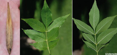 <p>Oleaceae<br>Fraxinus pennsylvanica</p>