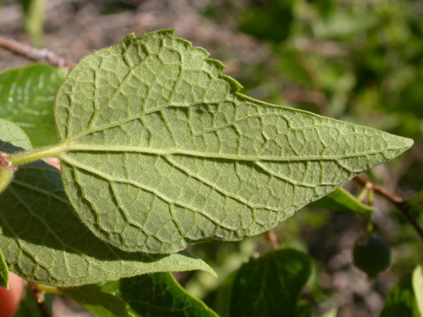 <p>dicot leaf</p>
