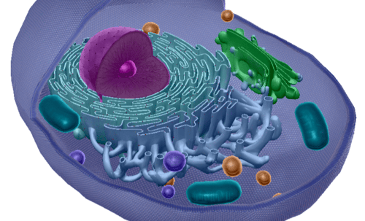 <p>It makes ATP (energy) powerhouse</p>