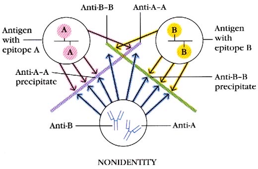 <p>When two different epitopes interact with an antibody, the precipitation lines cross </p><p>Interpretation: Non-identity, no common determinant </p>