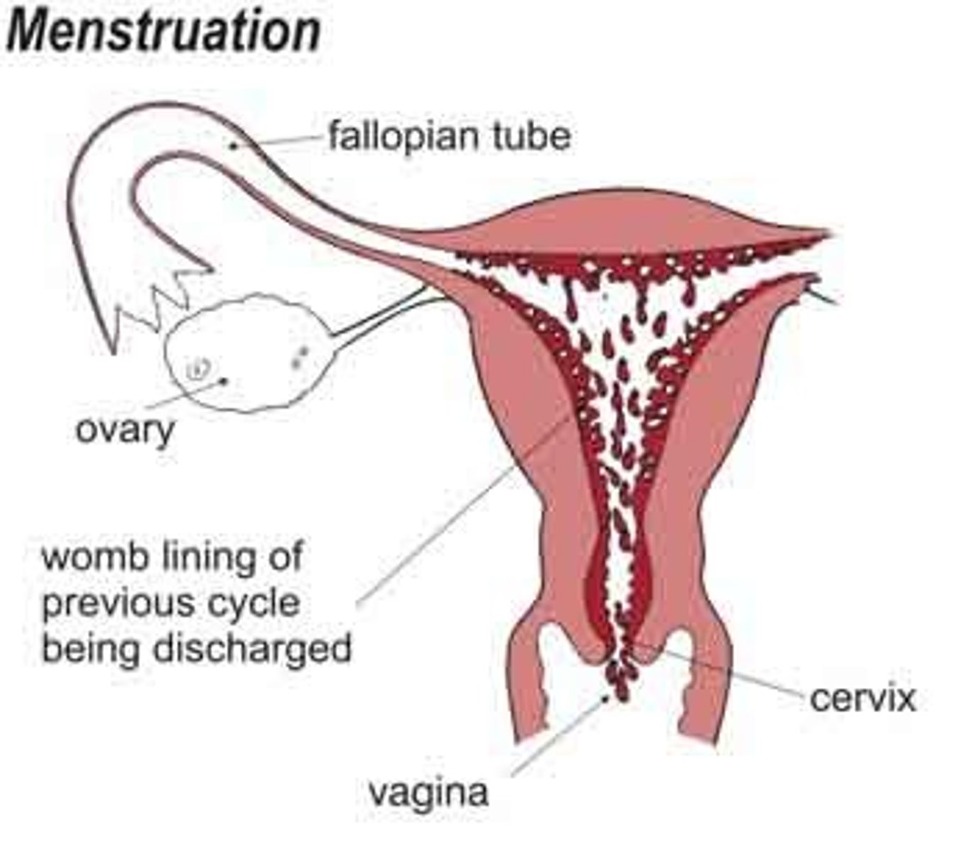 <p>menstruation</p>
