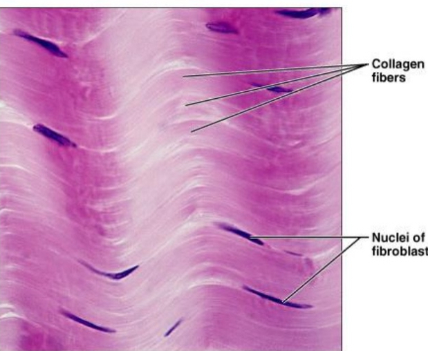 <ul><li><p>Collagen fiber (pink)</p></li><li><p>Matrix</p></li></ul><p></p>