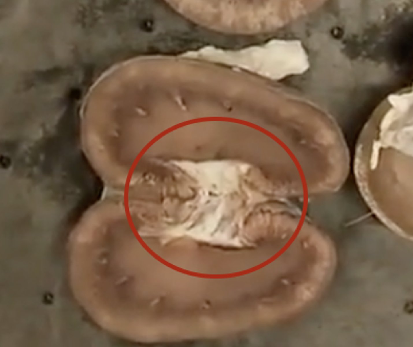 <p>DEFINITION</p><p>Indented kidney border for vessel and ureter entry.</p>