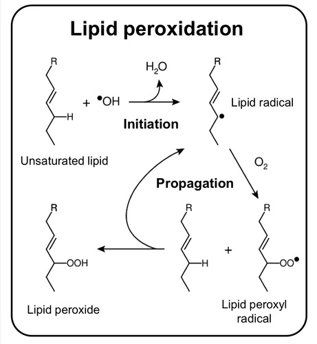 <ol><li><p>A Free radical extracts a hydrogen atom from a polyunsaturated fatty acid in the membrane lipid</p></li><li><p>A lipid radical is formed which can react with oxygen to form a lipid peroxyl radical</p></li><li><p>This initiates a chain reaction as more lipid radicals are being formed.</p></li><li><p>This causes damage to the membrane lipid bilayer and the integrity of the membrane fails.</p></li></ol>