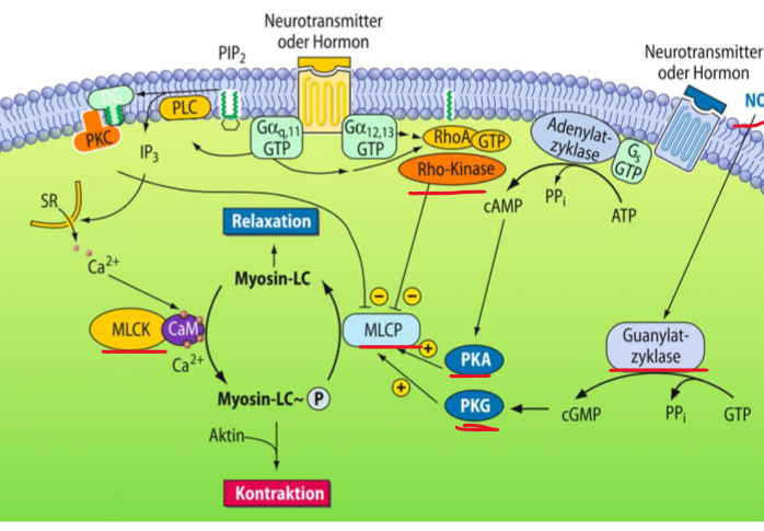 <p>→ modulatie van MLCP en MLCK</p><ol><li><p>inhibitie MLCP/activatie MLCK → hogere Ca2+ gevoeligheid</p></li><li><p>activereing MLCP/inhibitie MLCK → lagere Ca2+ gevoeligheid</p></li></ol><p></p>