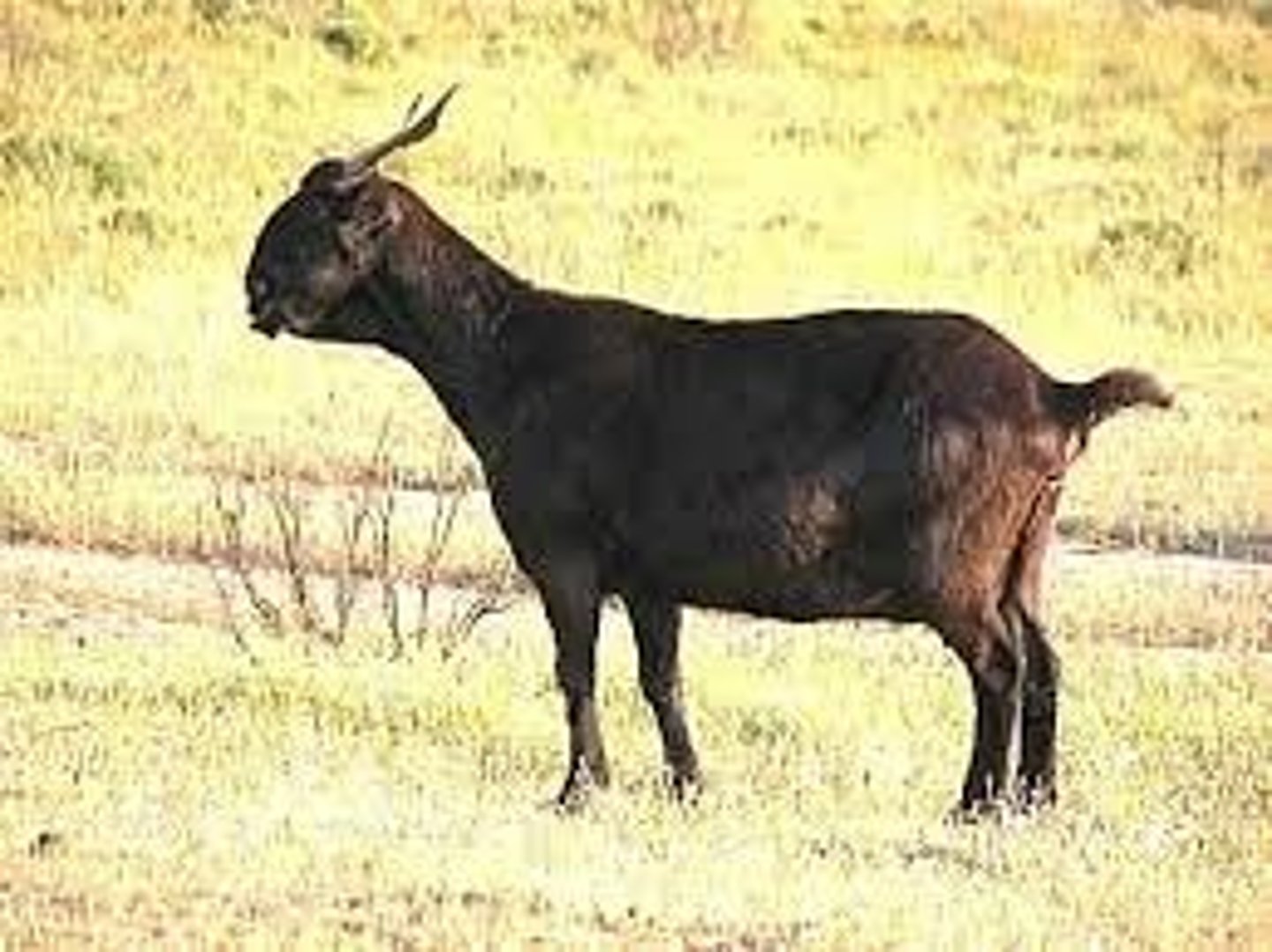 <p>black, ultra convex face, semi lop ears, curved and corked horns, meat, spanish, extensive</p>