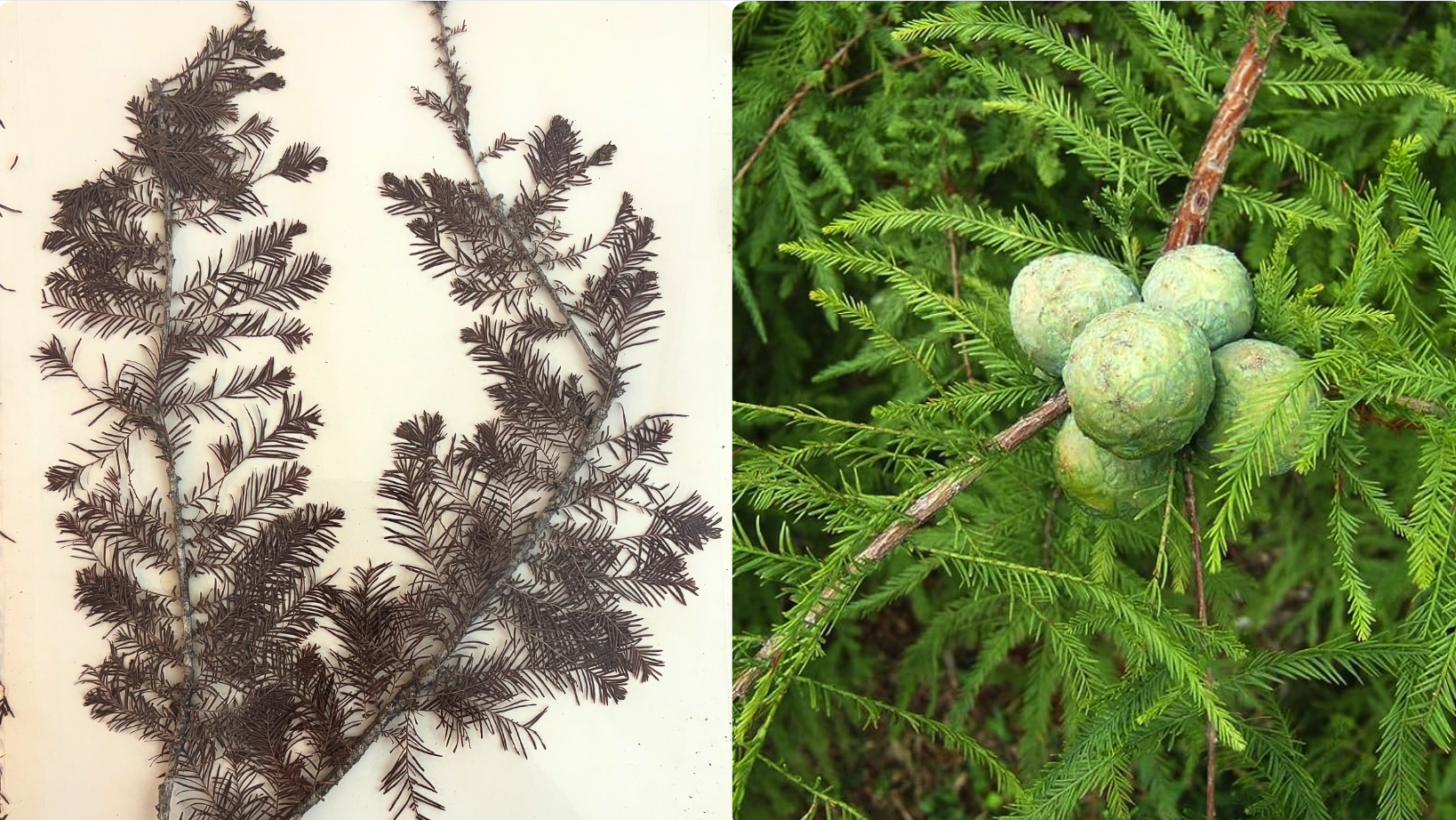 <p><strong>Feathery leaves</strong></p>