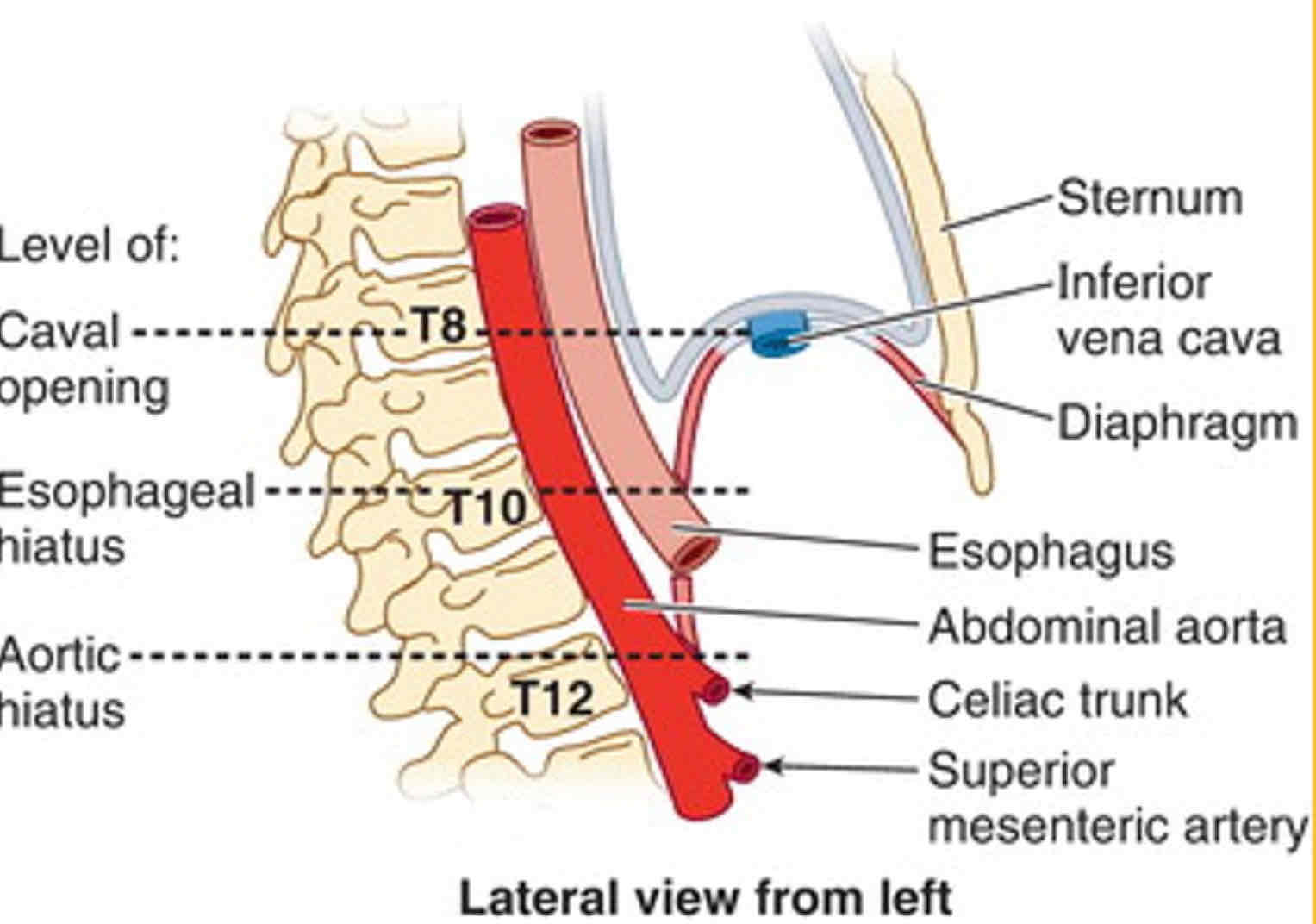 <p>Level of T10</p>