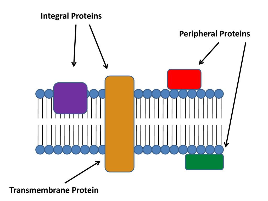<p>Integral proteins = Permanently embedded inside the plasma membrane. They can be channels, carriers, receptors, or enzymes. They are amphipathic, the region embedded in the hydrophobic core of the phospholipid bilayer is hydrophobic, the exposed portions are hydrophilic.</p><p></p><p>Peripheral proteins = Attached to the surface of the membrane or attached to integral proteins through hydrocarbon chains. They can help maintain the cytoskeleton of the cell and can be receptors for signaling molecules (hormones and neurotransmitters). Are hydrophilic, because they are exposed to the outside of the cell.</p>