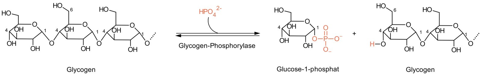 <p>D. α(1→4)-glycosidically linked glucose unit</p>