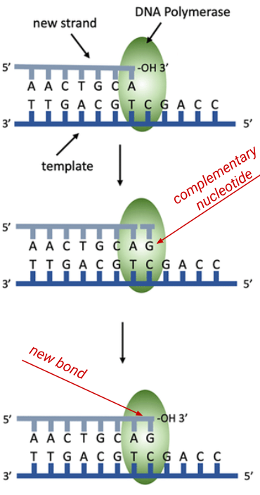 <ul><li><p>DNA polymerase enzymes catalyze the synthesis of the complementary daughter DNA strands.</p></li><li><p>it moves along the template strand, adding the correct free nucleotide based on complementary base pairing.</p></li><li><p>The enzyme catalyzes the condensation reaction that creates covalent bonds between the phosphate group of a new nucleotide and the pentose sugar of the previous one, forming the DNA backbone</p></li><li><p>seperate DNA polymerase moelcules work on each othe strands in opposite directions, ensuring both strands built at the same time</p></li></ul><p></p>